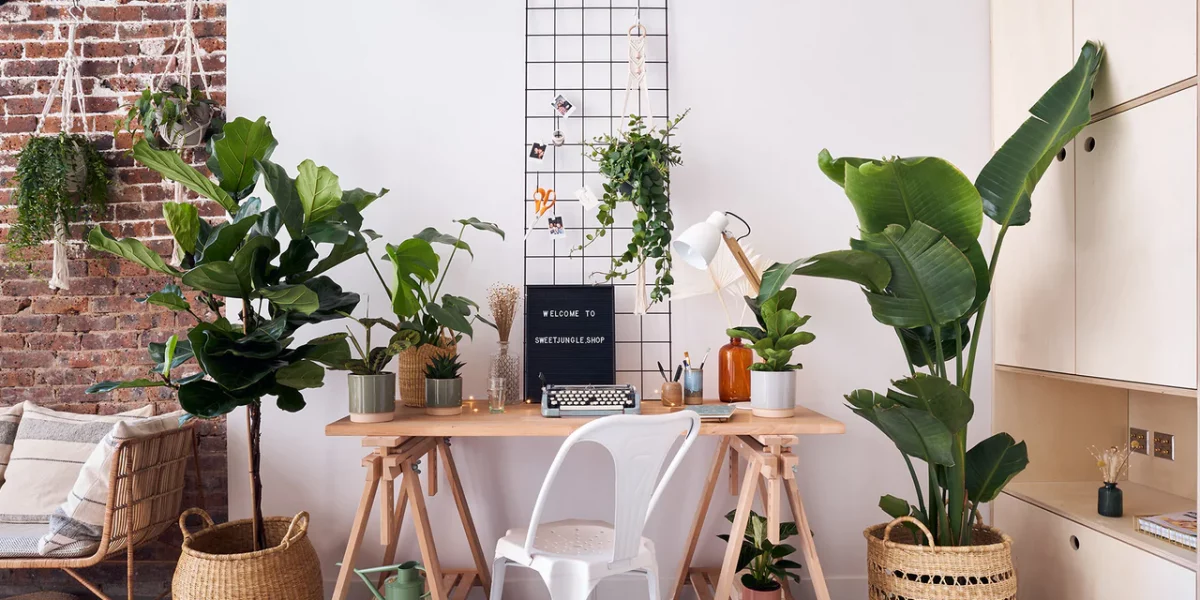 Plantes de bureau Sénégal