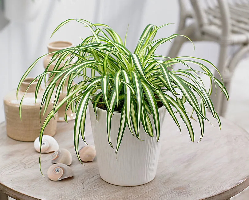 Plantes de bureau Sénégal