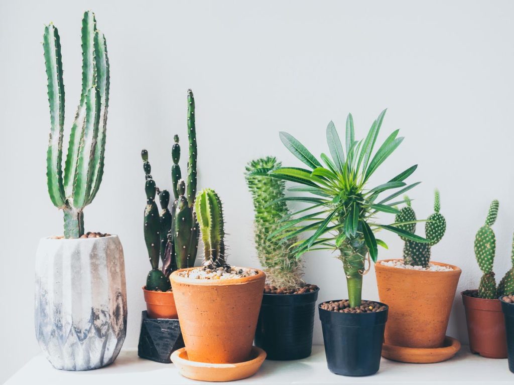 Plantes de bureau Sénégal