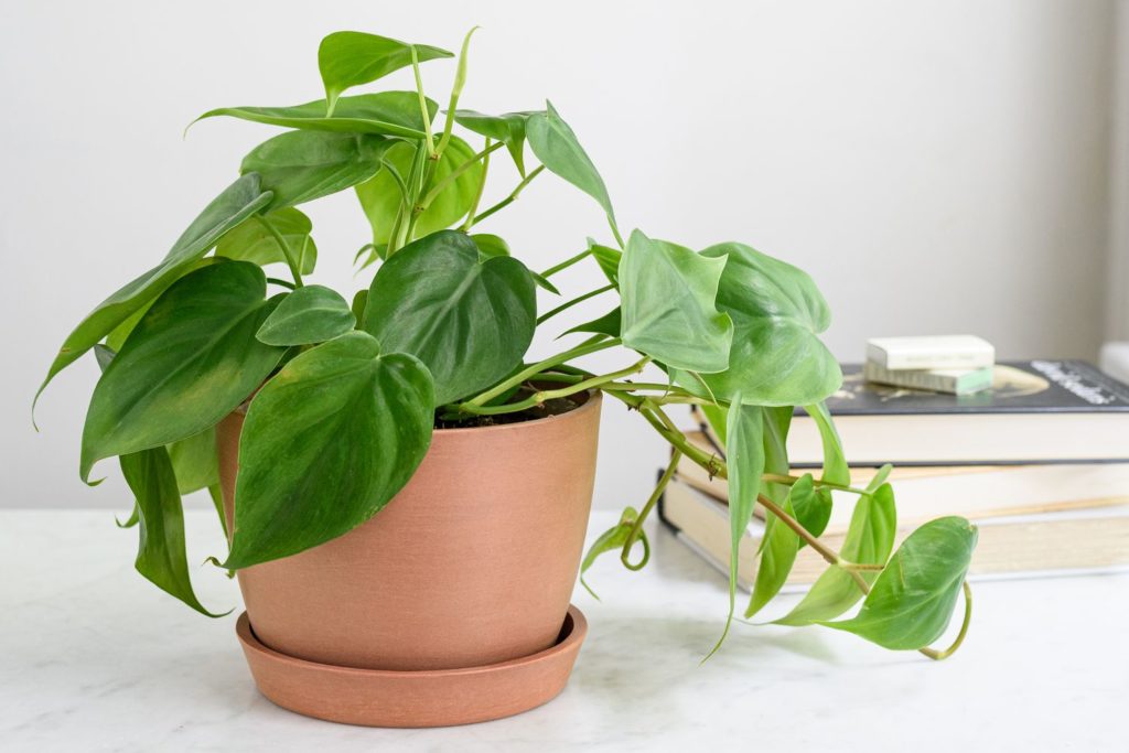 Plantes de bureau Sénégal